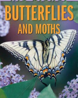 G.S Butterflies and Moths Hardback